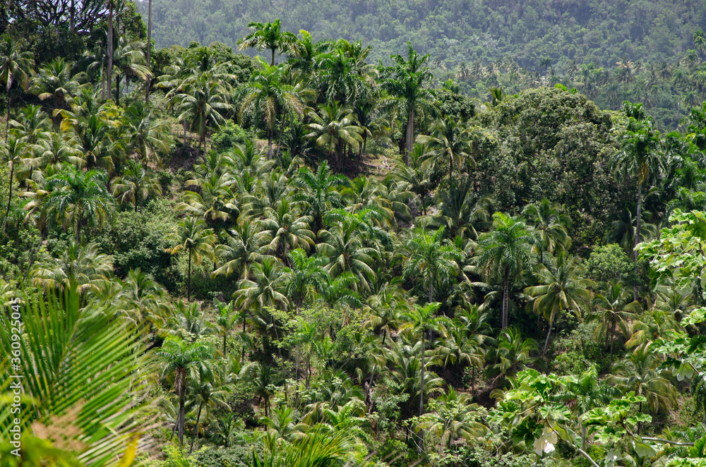 tropical Rainforest with palm trees in Parque Nacional Alejandro de Humboldt jugnle Baracoa, Cuba
