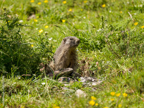 Marmota vigilando des de su madriguera