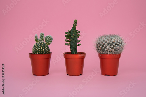 Cacti on a pink background