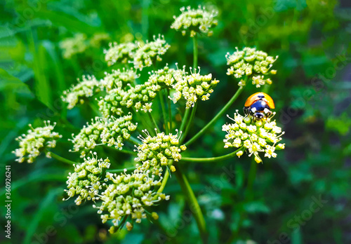 Ladybug on a parsley flower