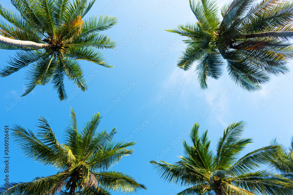 palm grove. Palm trees in the tropical jungle. Symbol of the tropics and warmth palm grove. Palm trees in the tropical jungle. Symbol of the tropics and warmth