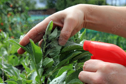 Obraz na płótnie A gardener using a sprayer to treat blackfly on a broad bean plant