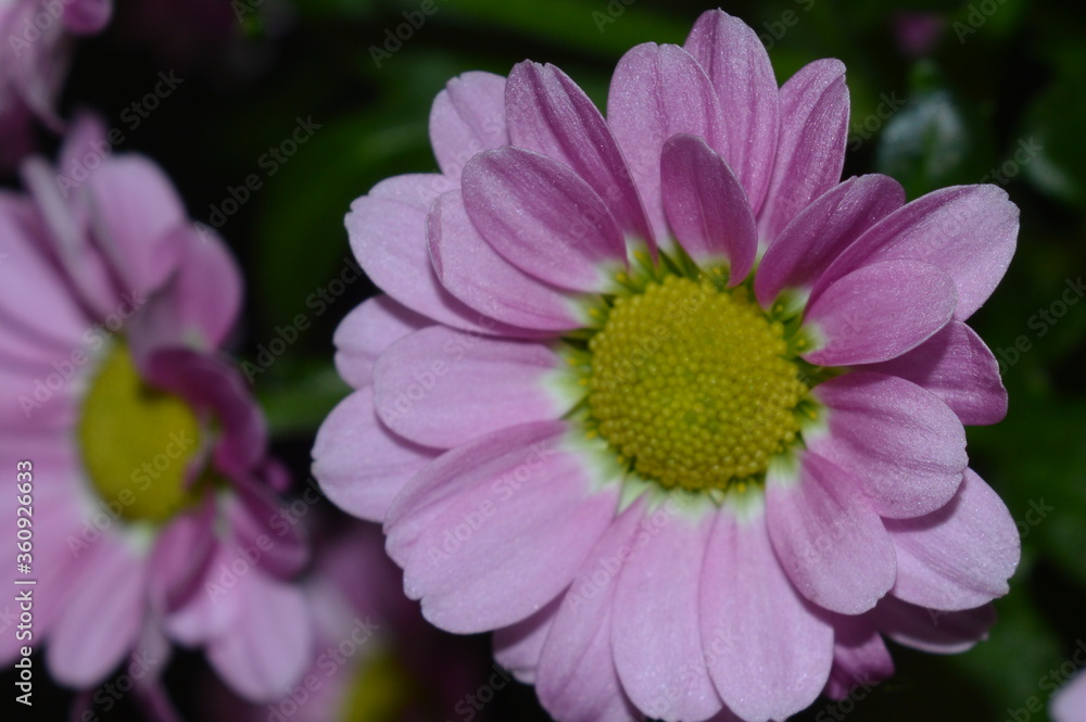 pink flower, flower with green leaves, beautiful plant in spring, love nature, close up picture pink flower, flower with green leaves, beautiful plant in spring, love nature, close up picture