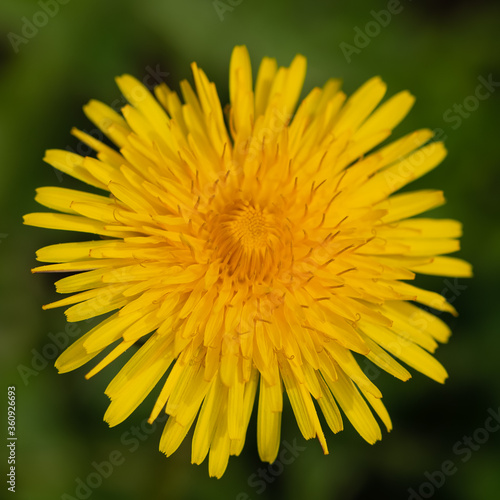 Yellow Dandelion flower macro  top view