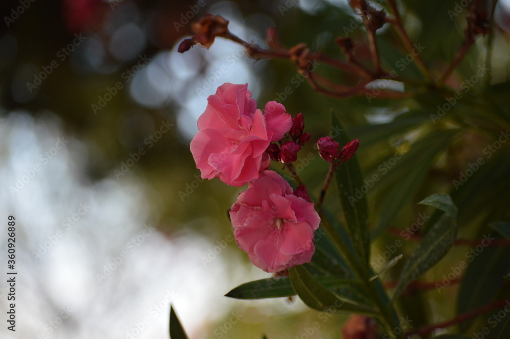 Obraz premium pink flower, pink.rose, flower with green leaves, beautiful plant in spring, love nature, close up picture