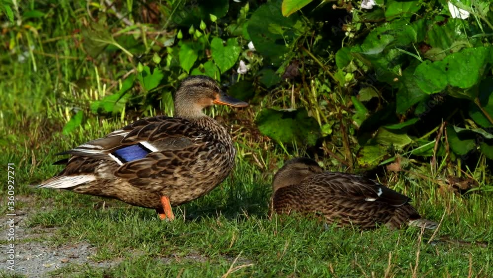 Movie of Mallard Duck on a grass. Her Latin name is Anas platyrhynchos. Movie of Mallard Duck on a grass. Her Latin name is Anas platyrhynchos.