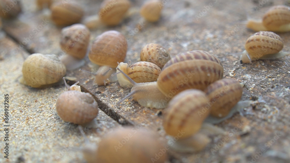 Helix Aspersa Muller, Maxima Snail, Organic Farming, Snail Farming, Edible snails on wooden snails boards. Production of Snails. Snail Farm. Mollusk snails Helix Aspersa Muller, Maxima Snail, Organic Farming, Snail Farming, Edible snails on wooden snails boards. Production of Snails. Snail Farm. Mollusk snails