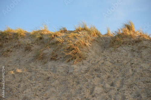 sand dune with grass  beach dune  blue sky view  beautiful nature  love travel