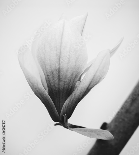  pink magnolia flowers isolated over white background