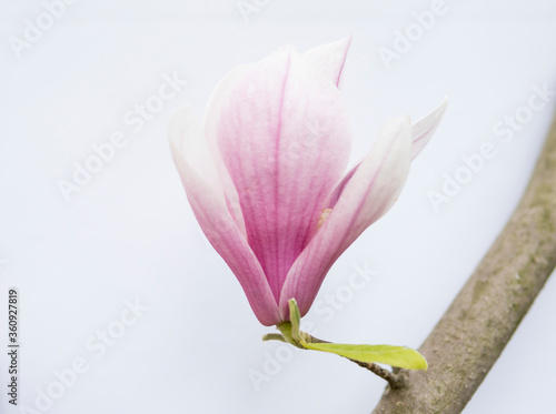  pink magnolia flowers isolated over white background