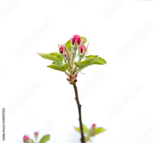 small buds on apple tree