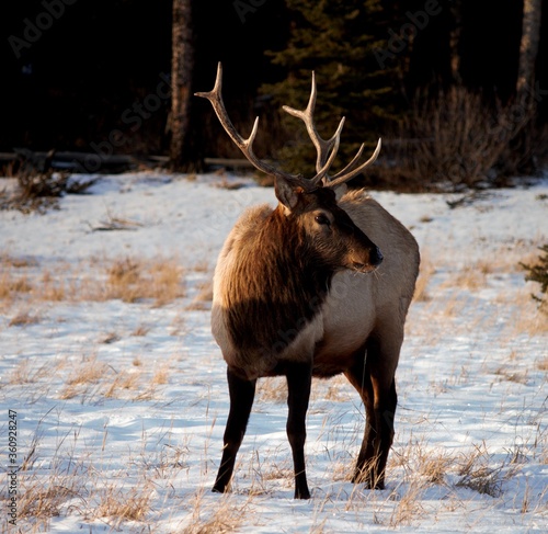 Elk grazing near Two Jack Lake at Banff National Park  Canadian Rockies