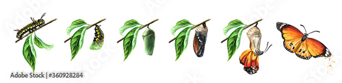 Photos Butterfly metamorphosis development stages, caterpillar larva, pupa, adult insect set