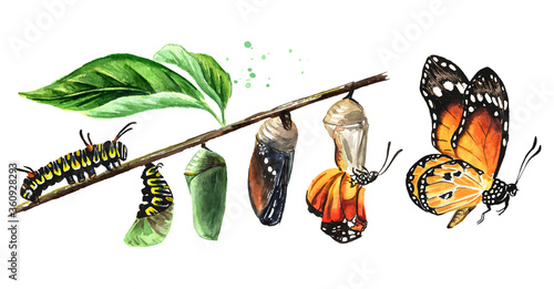 Butterfly metamorphosis development stages, caterpillar larva, pupa, adult insect set. Hand drawn watercolor illustration, isolated on white background