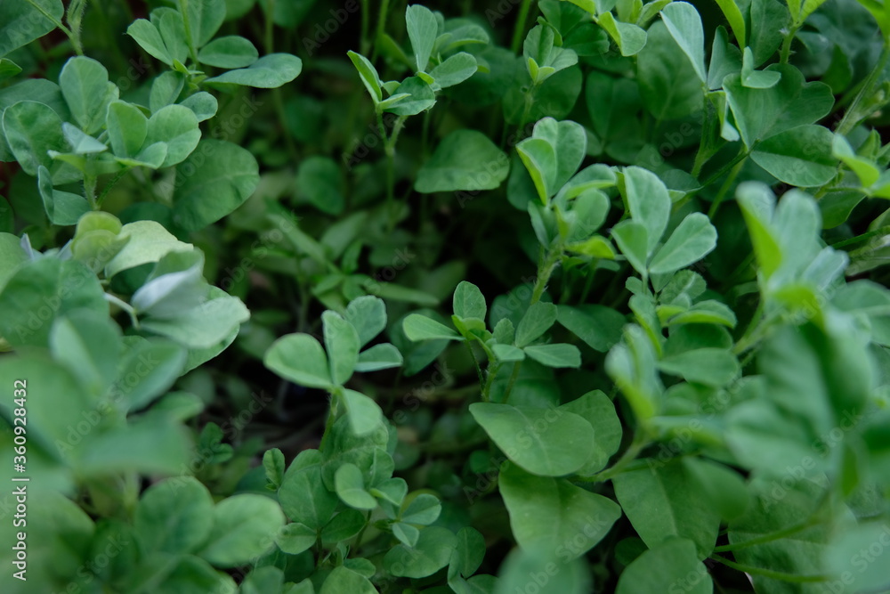 Fully grown Fenugreek plants in home garden Fully grown Fenugreek plants in home garden