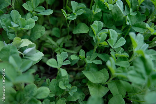 Wallpaper Mural Fully grown Fenugreek plants in home garden Torontodigital.ca