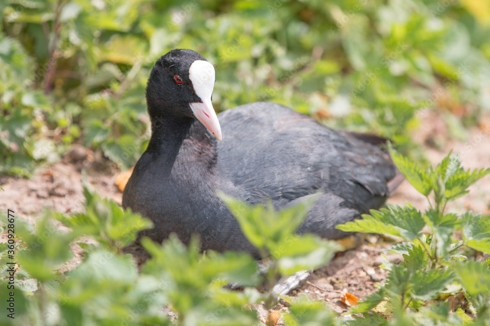 Coot (in german Blässhuhn, Fulica atra) Coot (in german Blässhuhn, Fulica atra)
