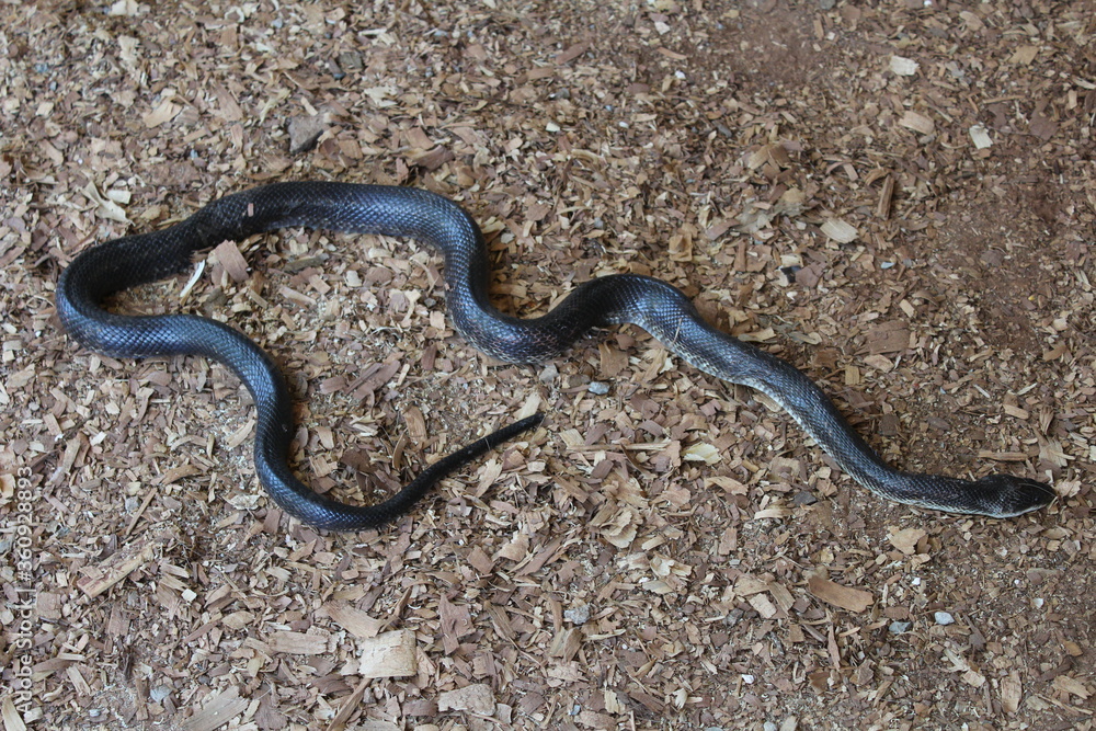 An Oklahoma Black Rat Snake