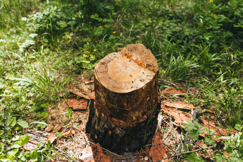 An old pine stump with fallen tree bark standing in a forest with green grass and plants. Photography, concept, view.