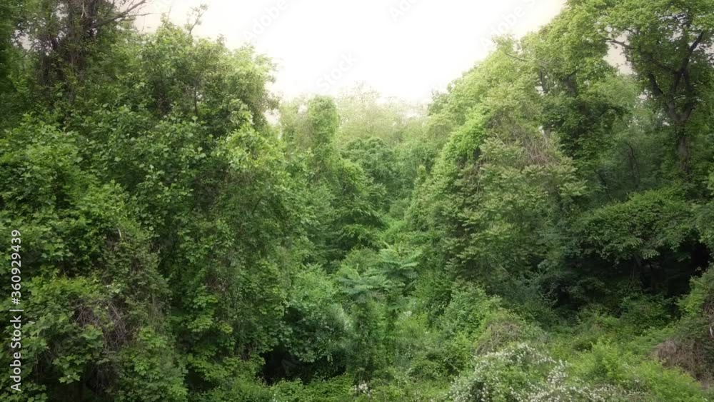 Aerial rising towards an overcast sky over lush foliage in a Pennsylvania forest
