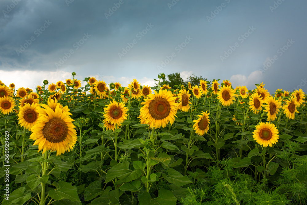 Obraz premium A field of sunflowers before the rain. Black rain clouds over a field of sunflowers