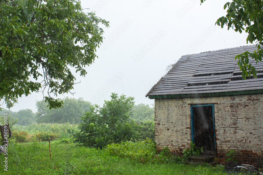 Heavy rain near an old abandoned house in a distant village. Green nature Heavy rain near an old abandoned house in a distant village. Green nature