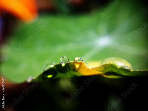 drops of dew on a leaf