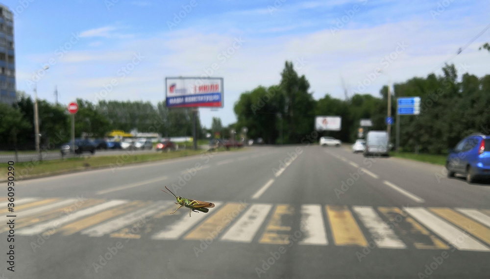 Locusts cross the road at a crosswalk