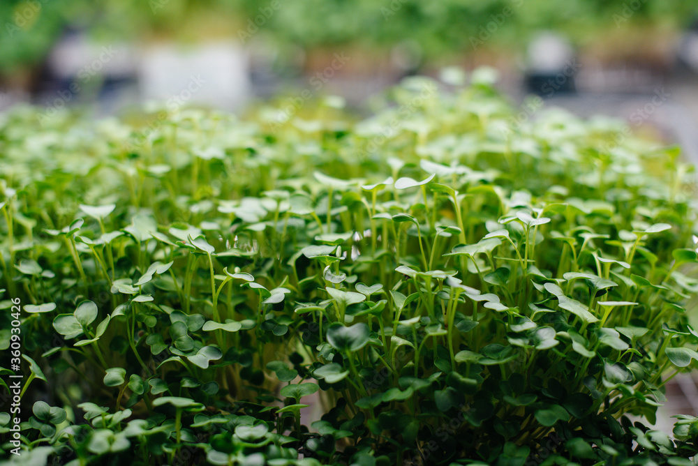 Juicy and young sprouts of micro greens in the greenhouse. Growing seeds. Healthy eating Juicy and young sprouts of micro greens in the greenhouse. Growing seeds. Healthy eating