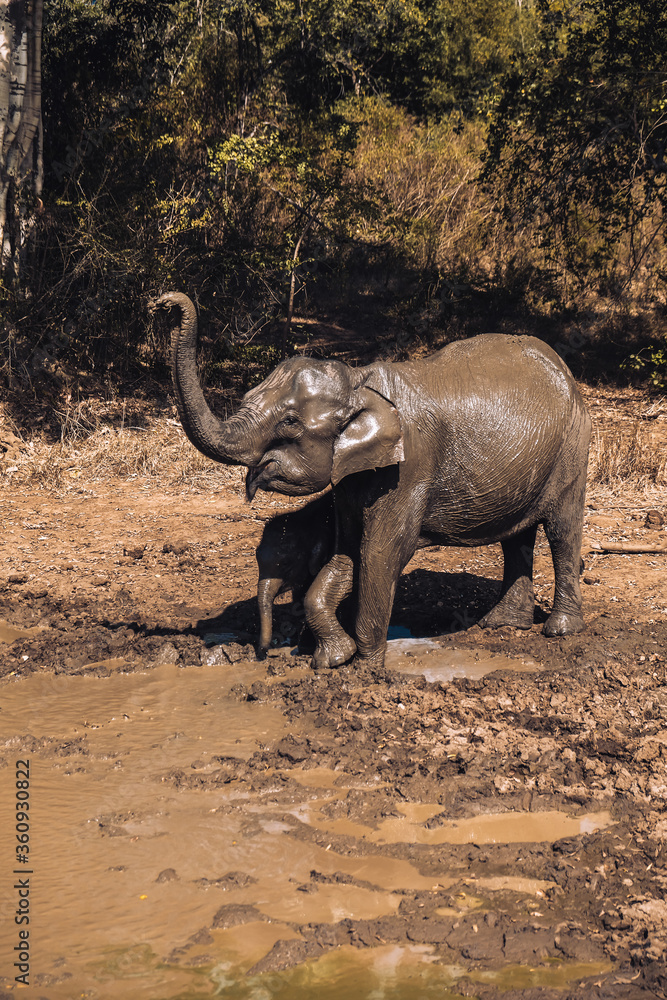 Fototapeta premium Elephant mother and baby having fun in the mud in Udawalawe National Park, Sri Lanka.