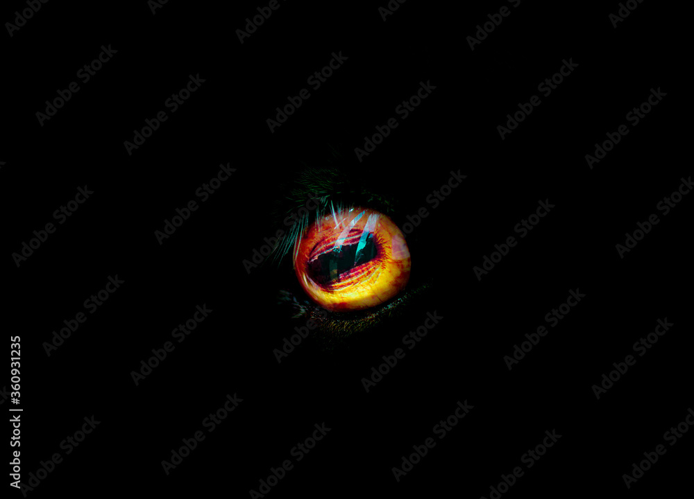 Dark eye of a goat. Red and yellow goat's eye.
Dark eye of a goat. Red and yellow goat's eye.