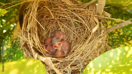 baby birds in nest © NarayanChandra