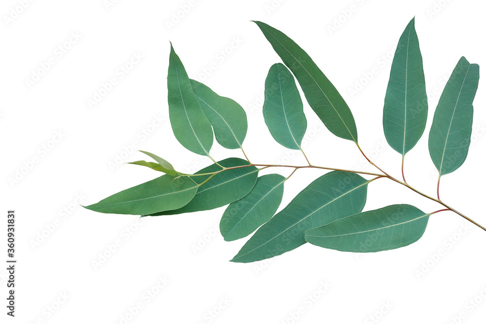 Fresh eucalyptus leaves on tree twig a green foliage commonly known as gums or eucalypts plant isolated on white background, clipping path included.