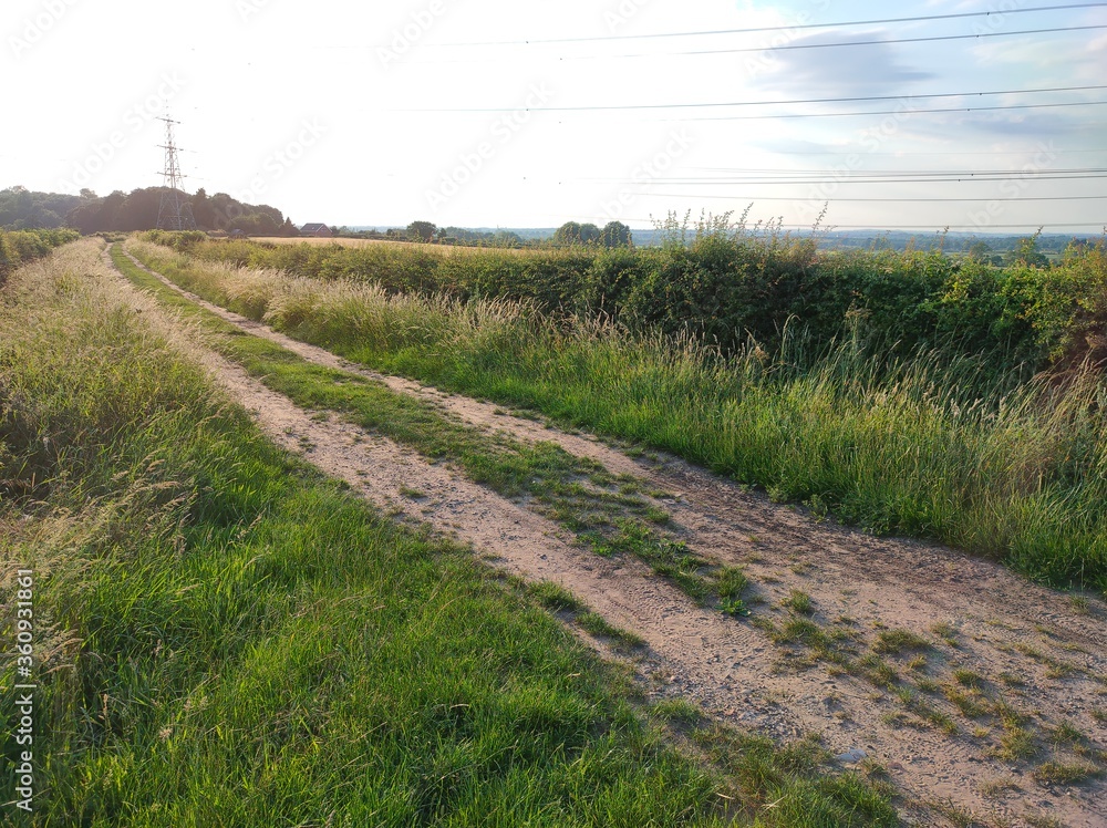 Fototapeta premium lavender field in provence