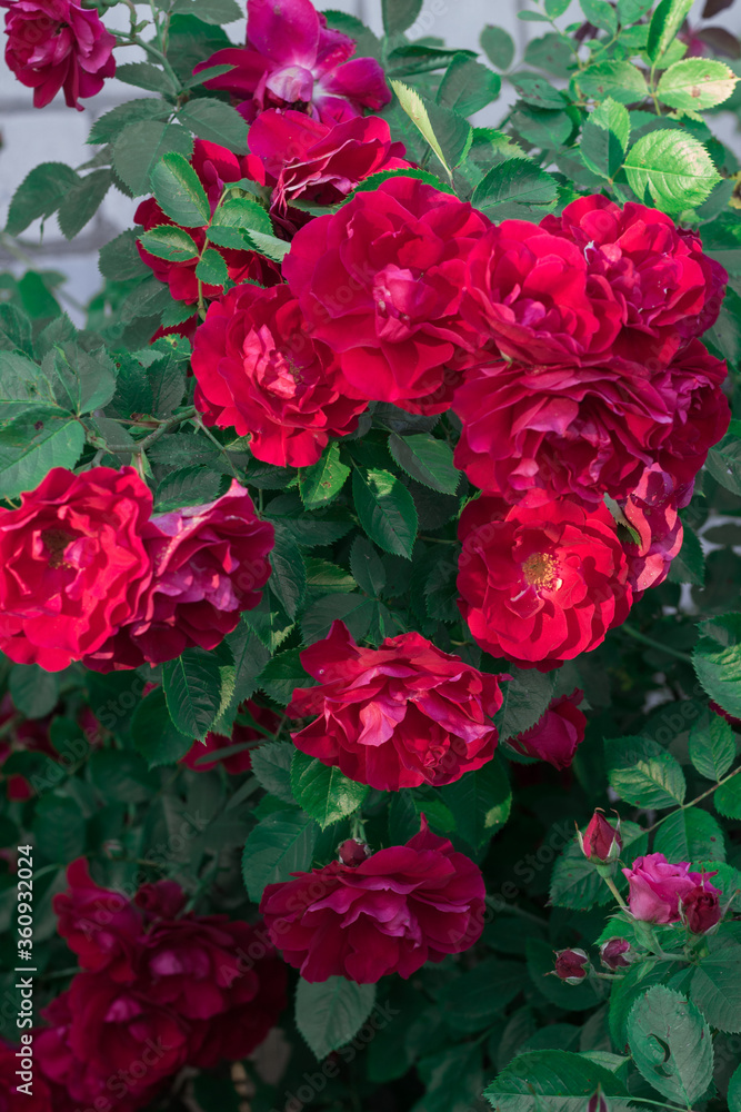 red roses background red roses background