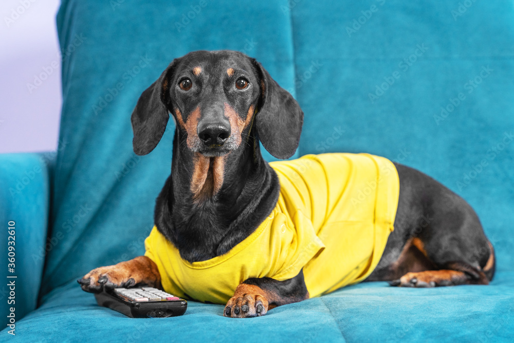 remote control sausage dog