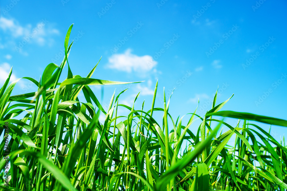 Obraz premium green field and blue sky with light clouds. Nature background. environmental protection concept