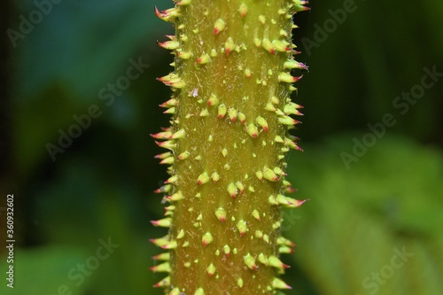 cactus close up