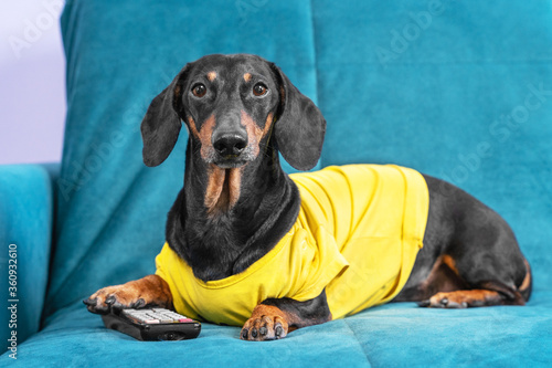 Cute dachshund dog, black and tan, in a yellow T-shirt with remote control changing the channels carefully watching a streaming TV sitting on a sofa at home.