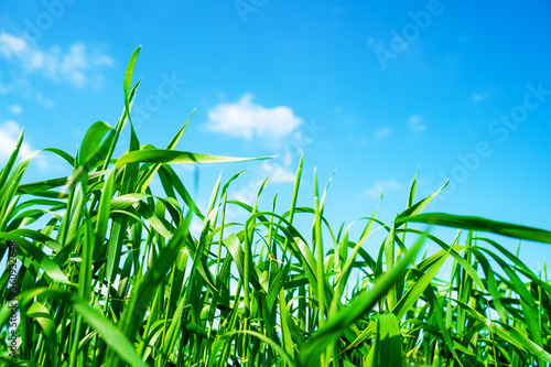green field and blue sky with light clouds. Nature background. environmental protection concept