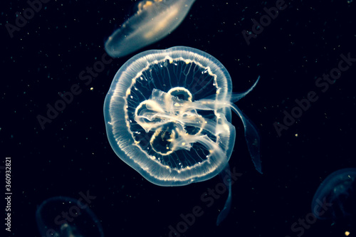 A Jellyfish Swim In The Water. Unusual Underwater Photo