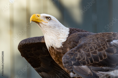 Eagle