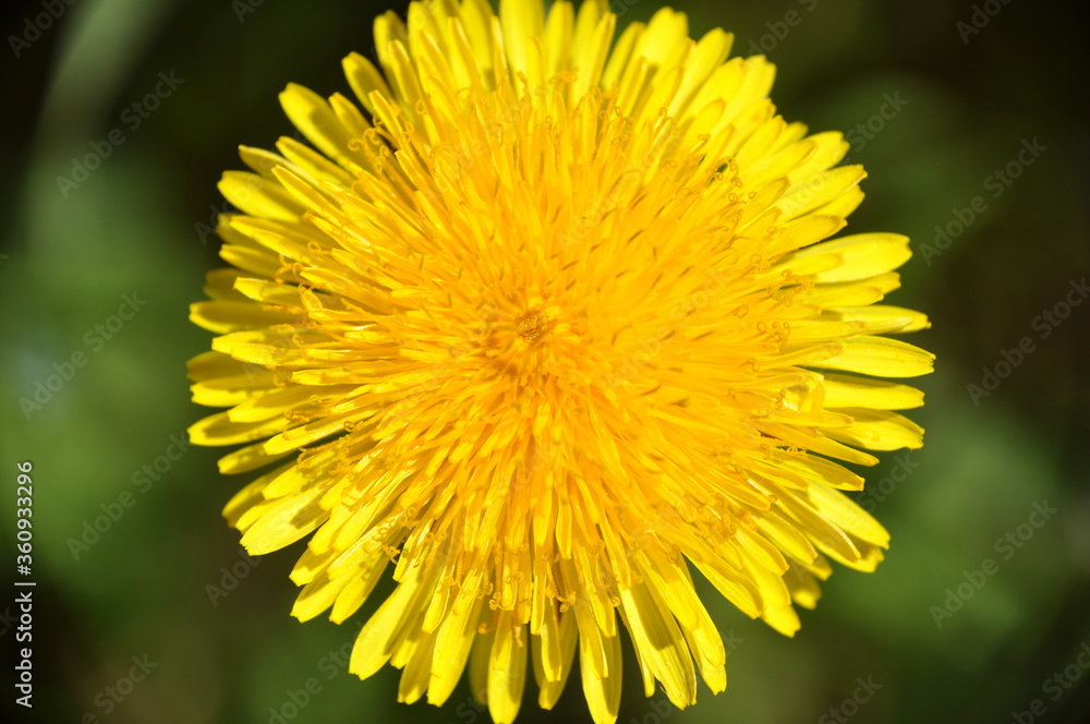 yellow dandelion flower close up, macro, spring background yellow dandelion flower close up, macro, spring background