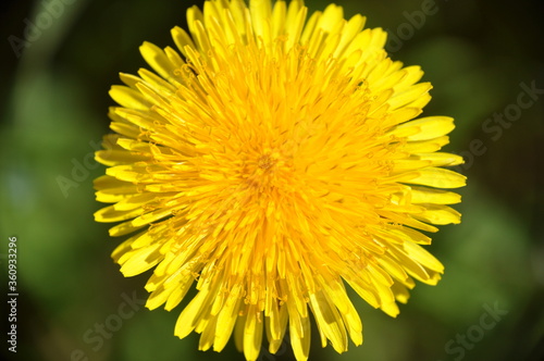 yellow dandelion flower close up, macro, spring background