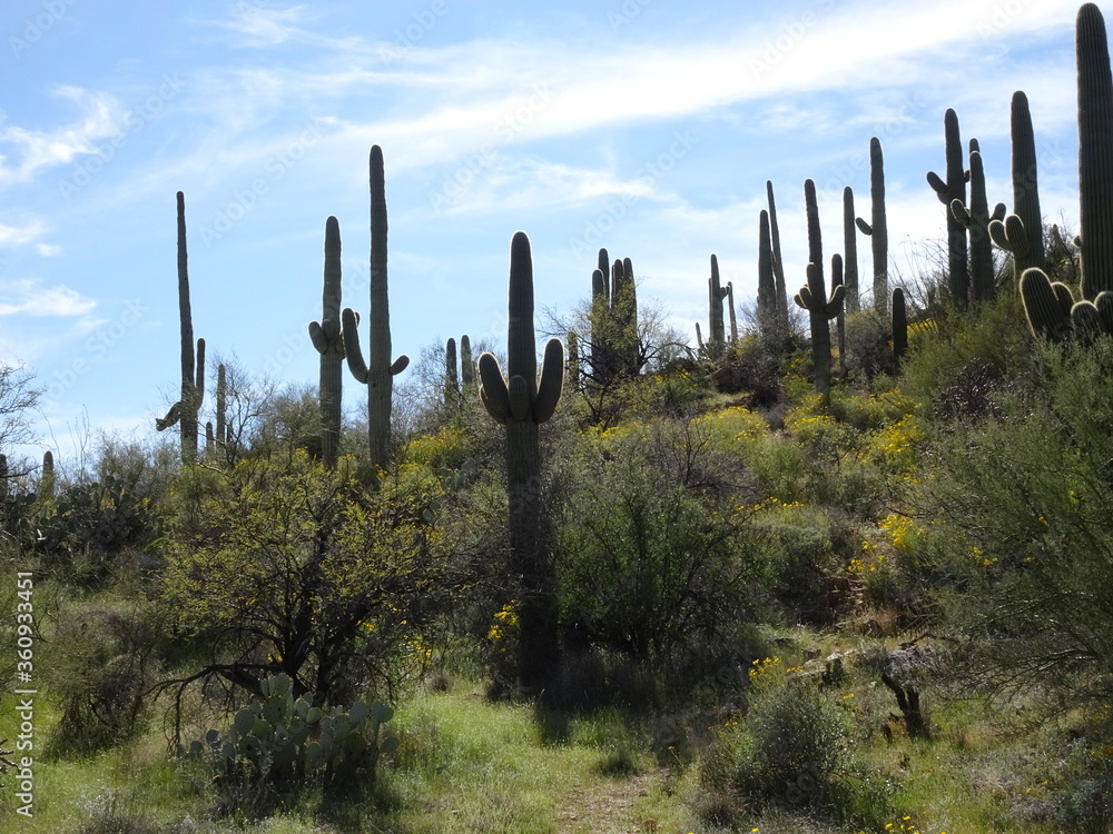 Cacti backlit on mountain side