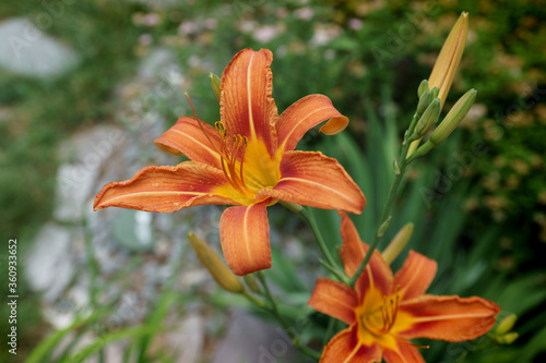 New England summer flowers / blooms / petals