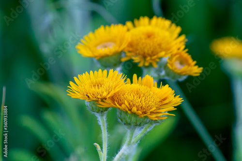 bee on dandelion