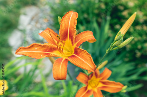 New England summer flowers / blooms / petals