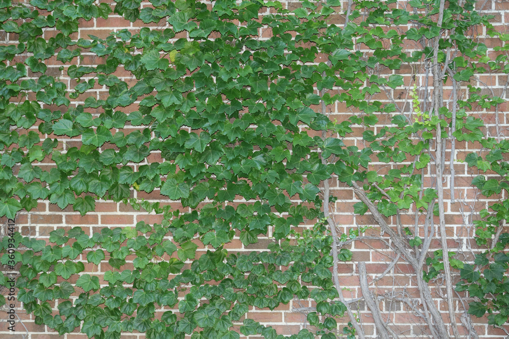 Fototapeta premium Full Brick Wall with Ivy and Stems