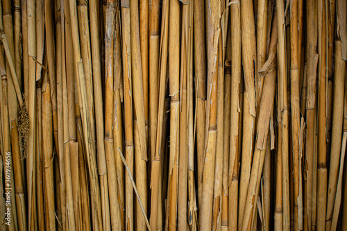 abstract dry reed texture